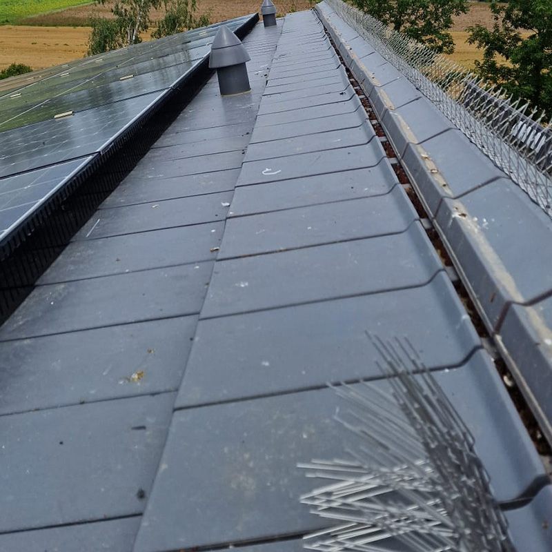 Dachgibel mit Taubenabwehrspitzen