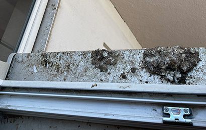 Vorher / Nachher-Aufnahme eines von Taubenkot beschmutzen bzw. gereinigtem Fenstersims